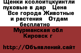 Щенки ксолоитцкуинтли пуховые в дар › Цена ­ 1 - Все города Животные и растения » Отдам бесплатно   . Мурманская обл.,Кировск г.